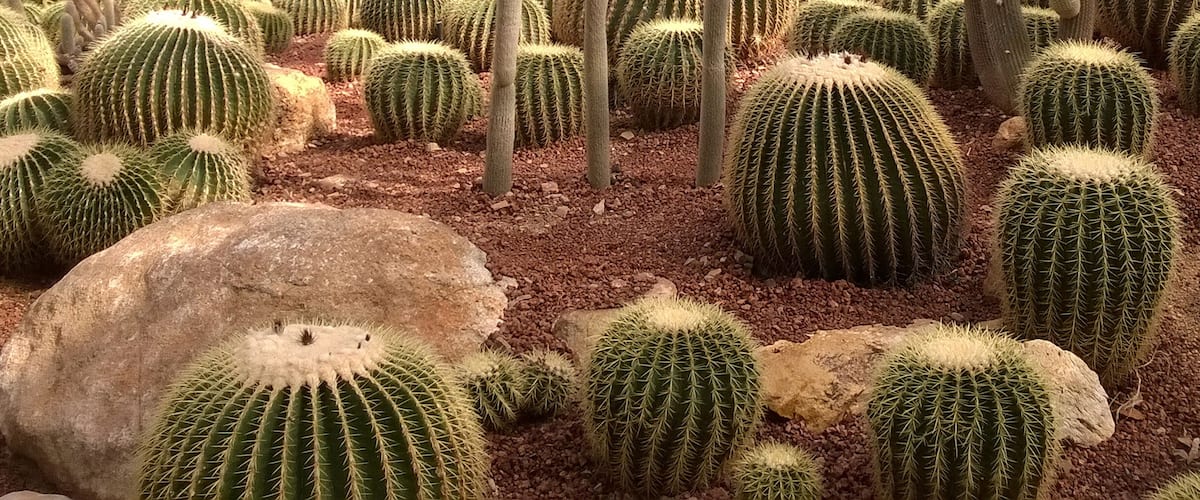 The groups of cactus in desert park.