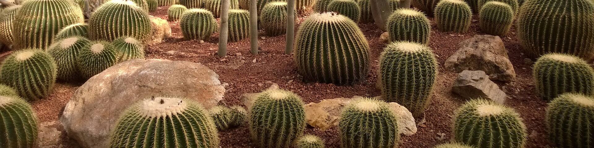 The groups of cactus in desert park.
