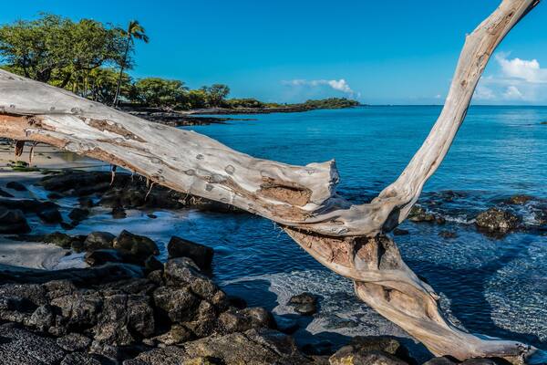 Driftwood on the Shore of Anaeho'omalu Bay, Waikoloa, Hawaii, USA