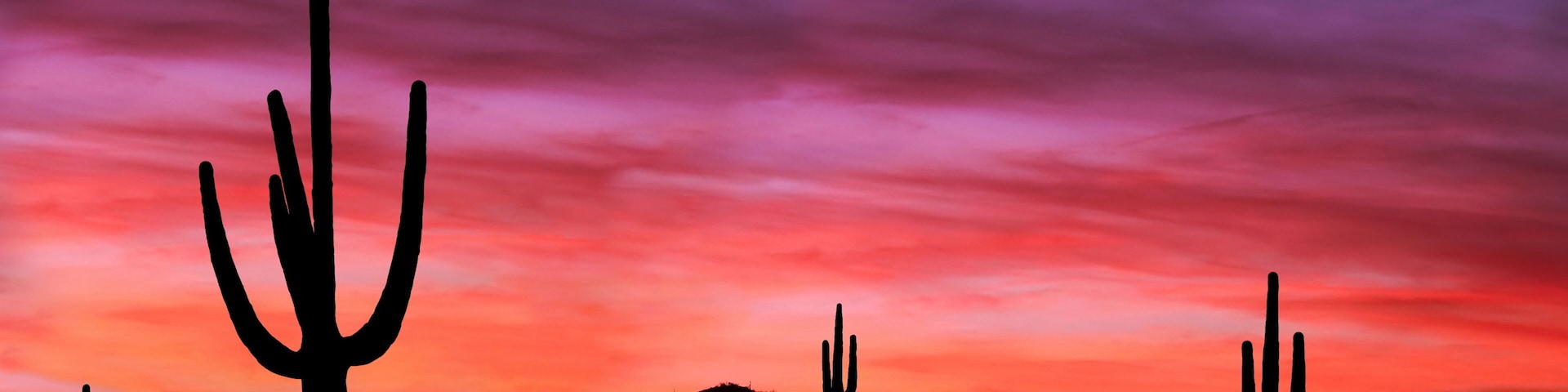 Wüstenlandschaft mit mehreren Kakteen vor einem Sonnenuntergangshimmel.