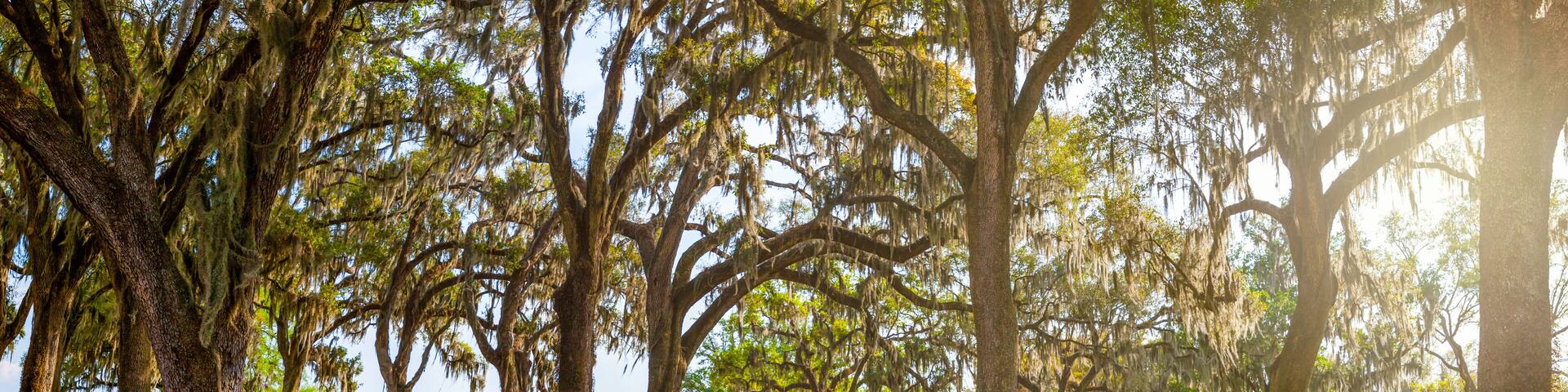 Giant Live Oak Trees In Evening Sunlight