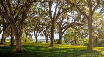 Regency Oaks