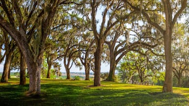 Giant Live Oak Trees In Evening Sunlight