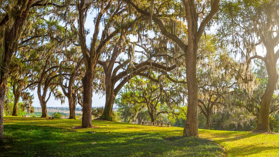 Giant Live Oak Trees In Evening Sunlight