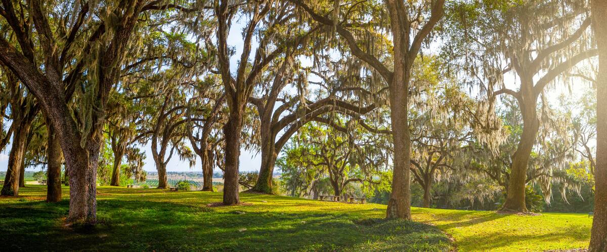 A park with large trees and a grassy area.