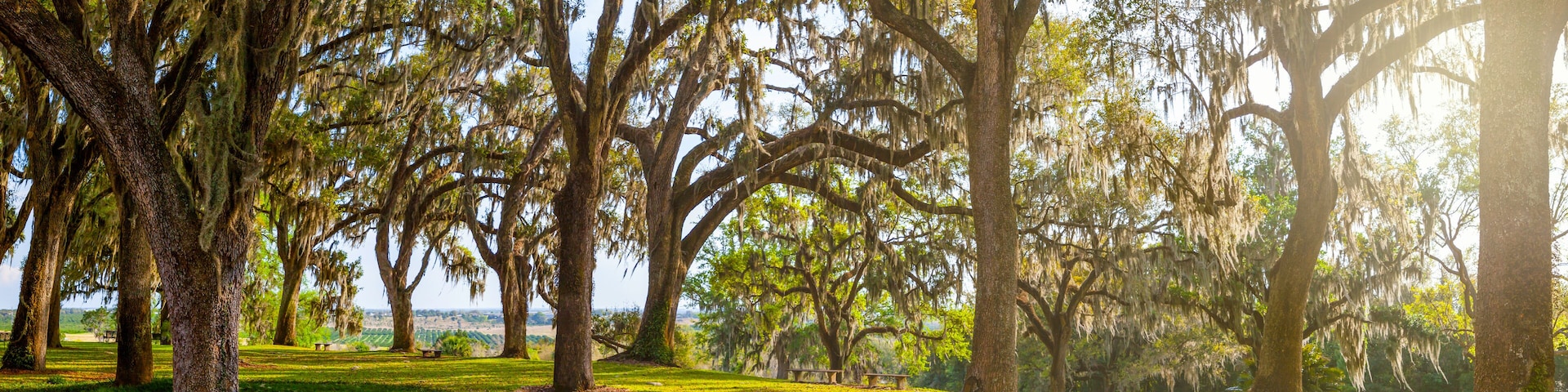 A park with large trees and a grassy area.