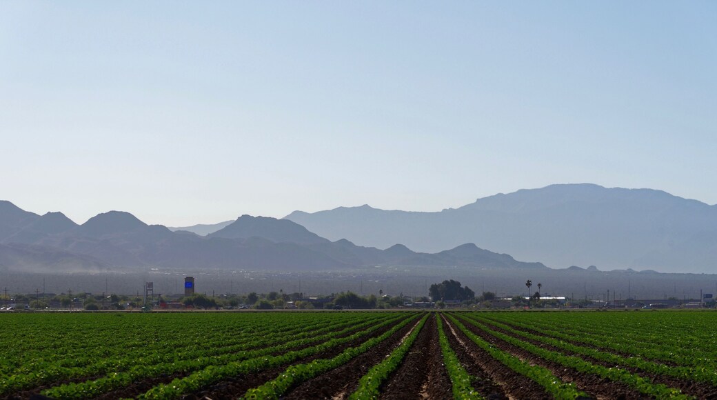 Farmland near Marana, Pima County, Arizona