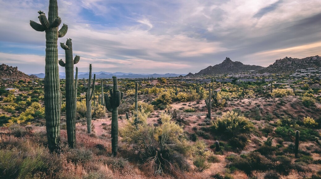 Spring Landscape in North Scottsdale Arizona