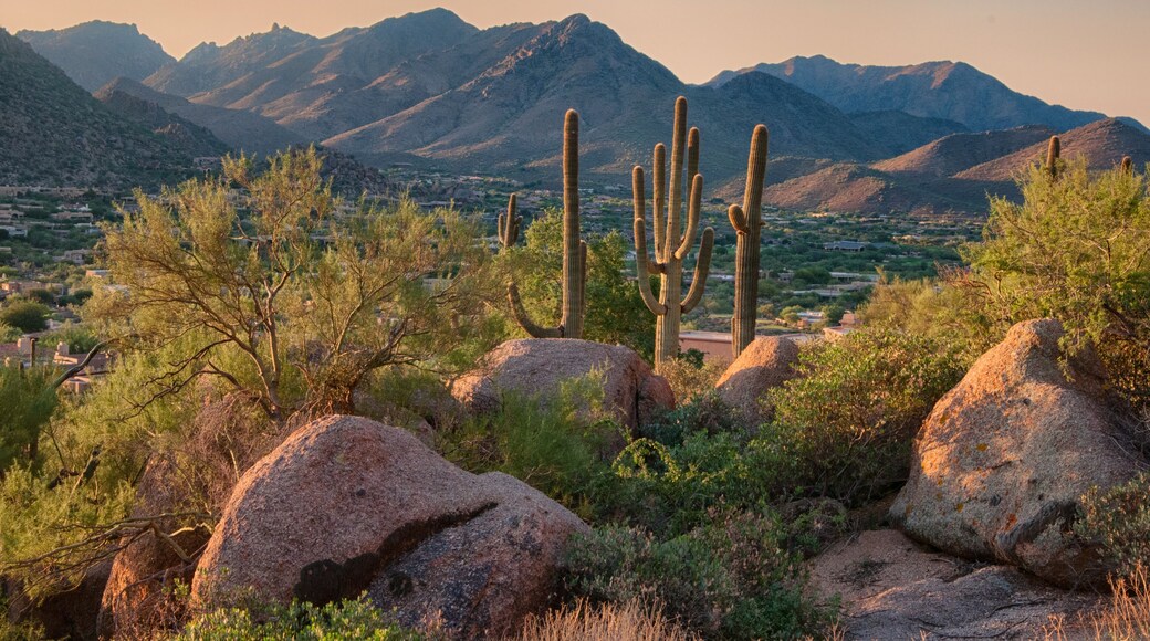 Saguaro cactus grow on the slopes of the Pinnacle Peak Park in the Scottsdale community, AZ.