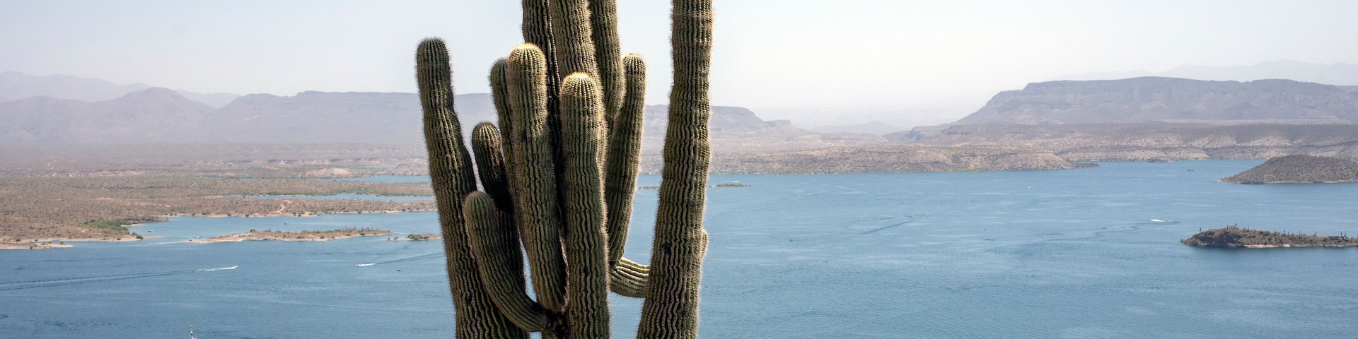 Saguaro cactus with many arms lake in background