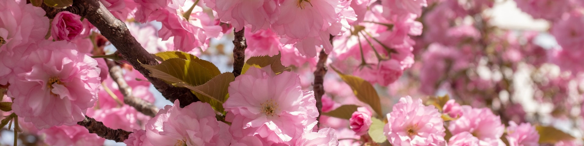Kwanzan cherry tree in full bloom, Dupont Circle, Washington, DC.