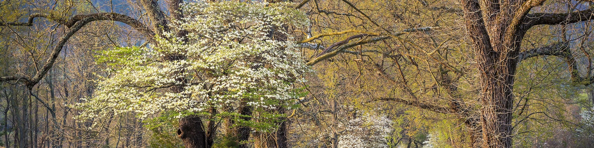 Spring foliage, country lane, Great Smoky Mountains