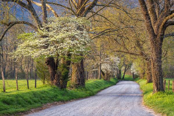 Spring foliage, country lane, Great Smoky Mountains