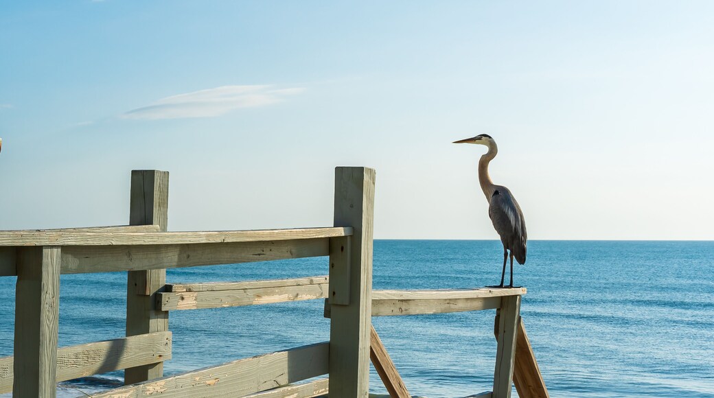 A gray heron watches the beach from the highest point - on the railing of a wooden staircase in Melbourne Beach, Florida.