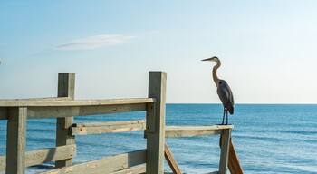 ซันนี่ พอยท์