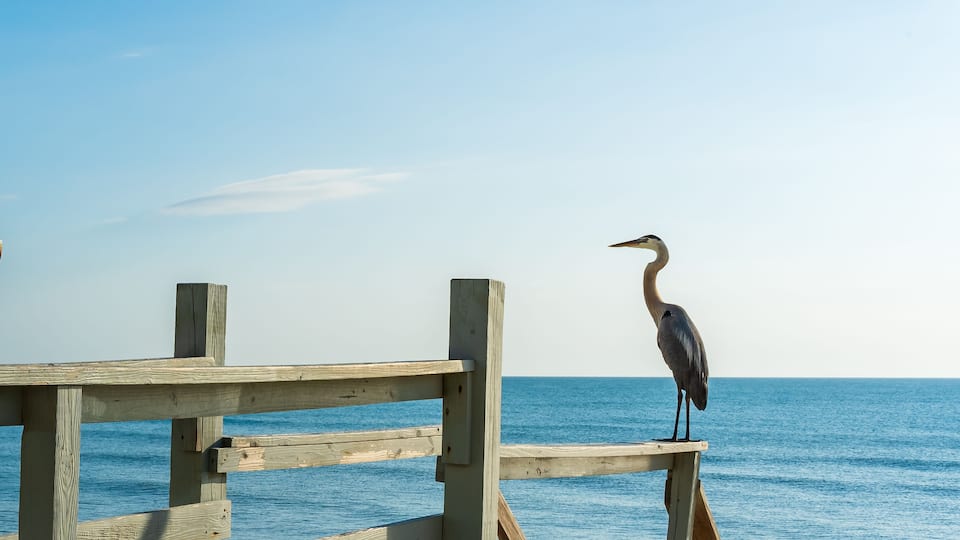 A gray heron watches the beach from the highest point - on the railing of a wooden staircase in Melbourne Beach, Florida.