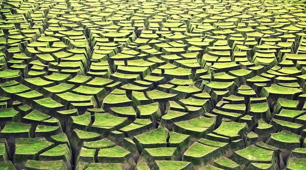 Drinking water treatment sludge, or alum or solids, is what is filtered from water before being distributed to consumers. This photo is of the solids drying in a bed with some grass and other greenery growing on top.
#green #patterns