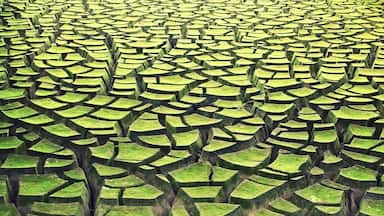 Drinking water treatment sludge, or alum or solids, is what is filtered from water before being distributed to consumers. This photo is of the solids drying in a bed with some grass and other greenery growing on top.
#green #patterns