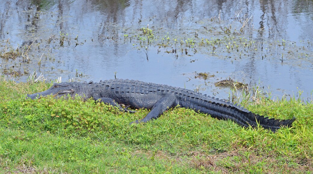 โอ๊คแลนด์ ฮิลล์ส