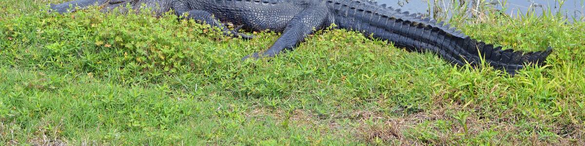 An alligator resting by a body of water with green vegetation around.