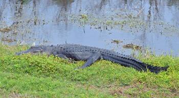 A large alligator, lying to the left, right side visible, sprawled out in the green grass next to Lake Apopka, its front leg back and its hind leg stretched all the way out.