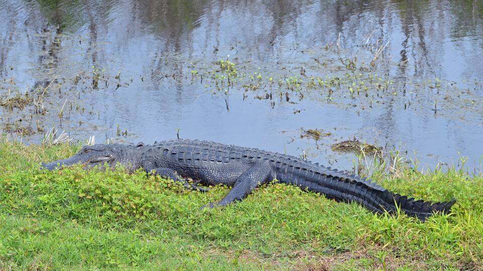A large alligator, lying to the left, right side visible, sprawled out in the green grass next to Lake Apopka, its front leg back and its hind leg stretched all the way out.