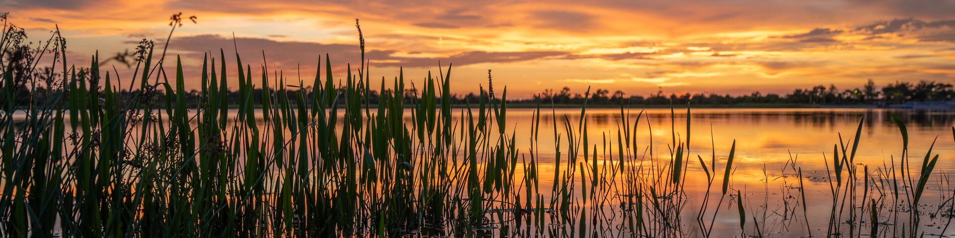 A sunset over a calm lake with tall grasses in the foreground.