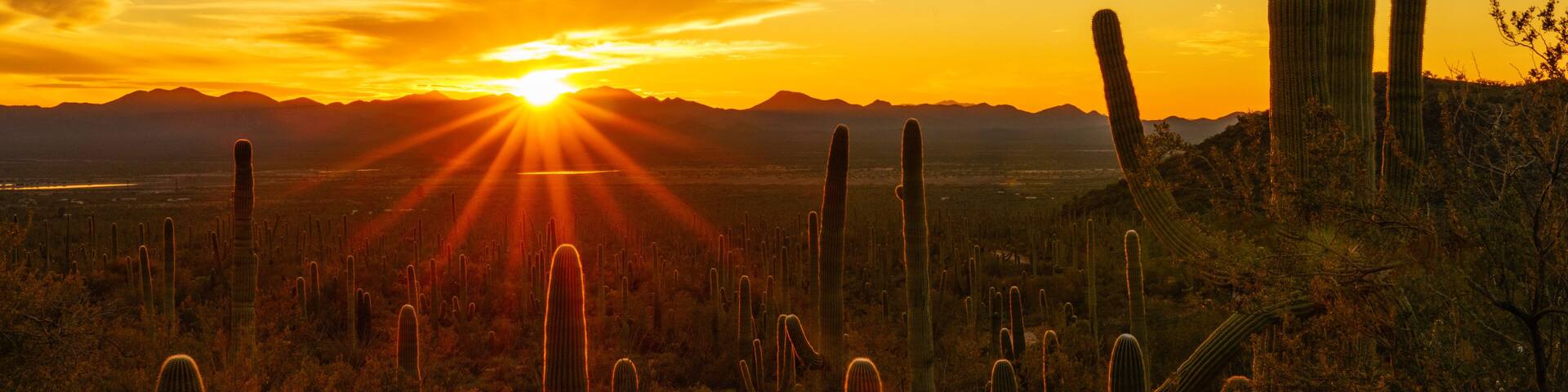 A desert landscape with tall cacti and a sunset in the background.