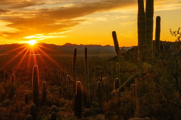 Un paysage désertique avec de grands cactus et un coucher de soleil en arrière-plan.