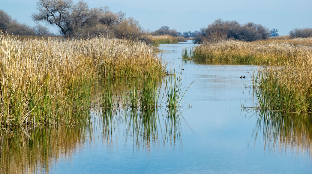 USA, California, Kern County, Kern National Wildlife Refuge. Duck habitat between reeds at this scenic waterway in the San Joaquin Valley