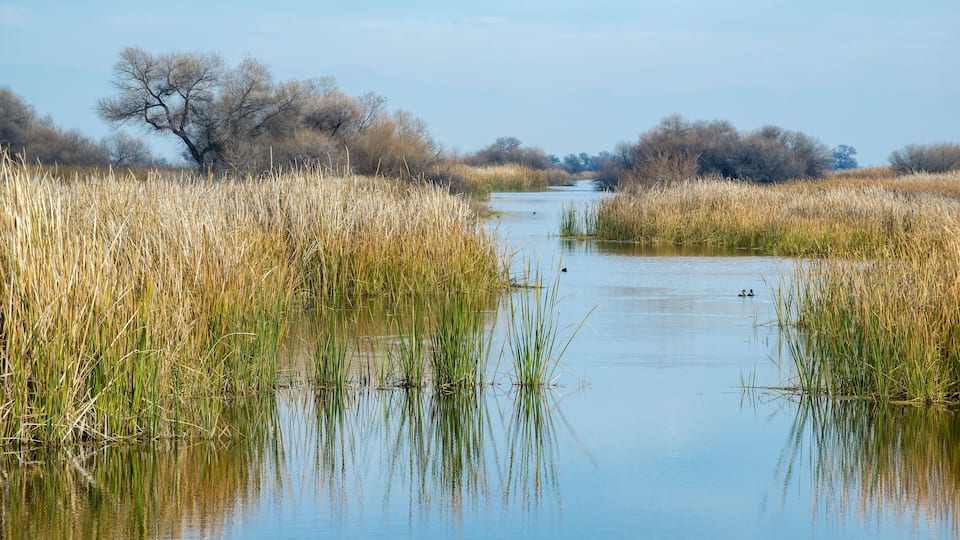 USA, California, Kern County, Kern National Wildlife Refuge. Duck habitat between reeds at this scenic waterway in the San Joaquin Valley