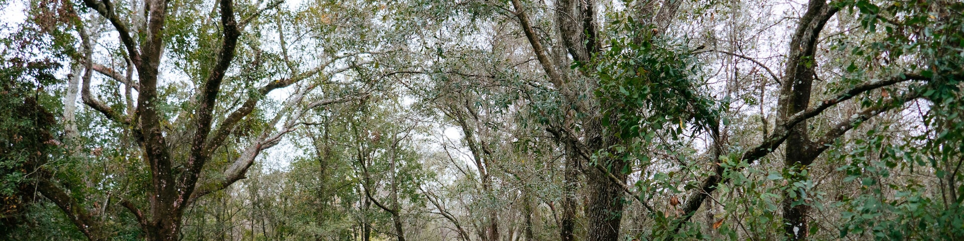 hiking Trail in a forest park in winter