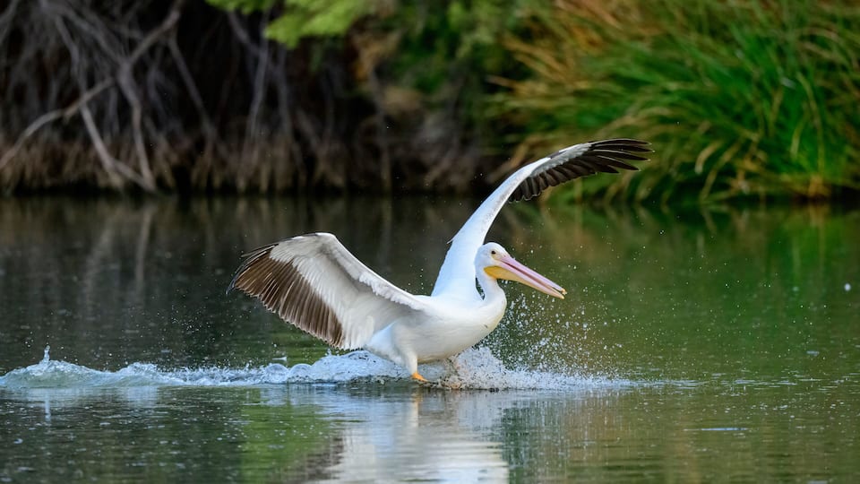 Photograph of an American White Pelican