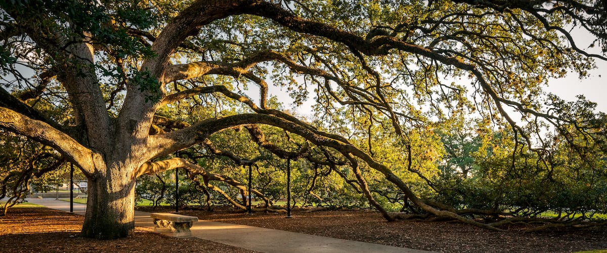 Century Tree on the Texas A&M University Campus on an autumn evening