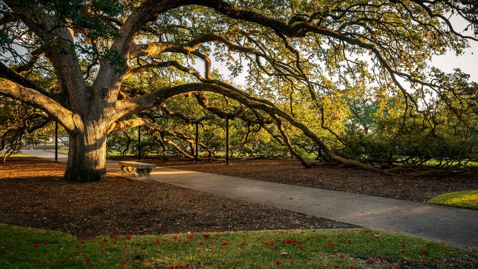 Century Tree on the Texas A&M University Campus on an autumn evening