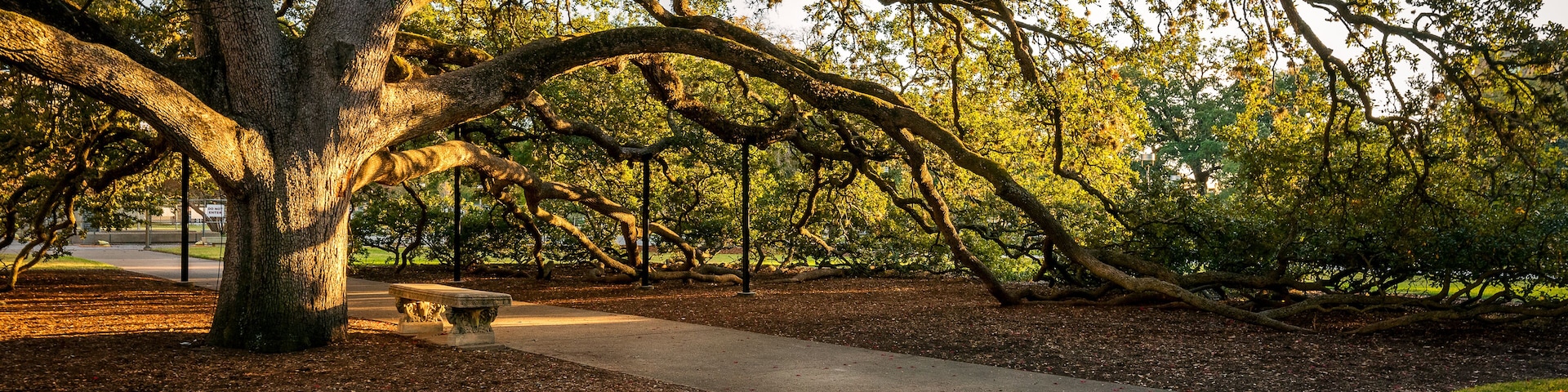 Century Tree on the Texas A&M University Campus on an autumn evening