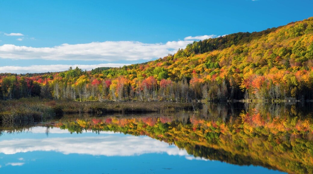 Great foliage opportunities along Route 5 from Hanover NH to Quebec City Canada.
This late afternoon shot on Oct 5.
