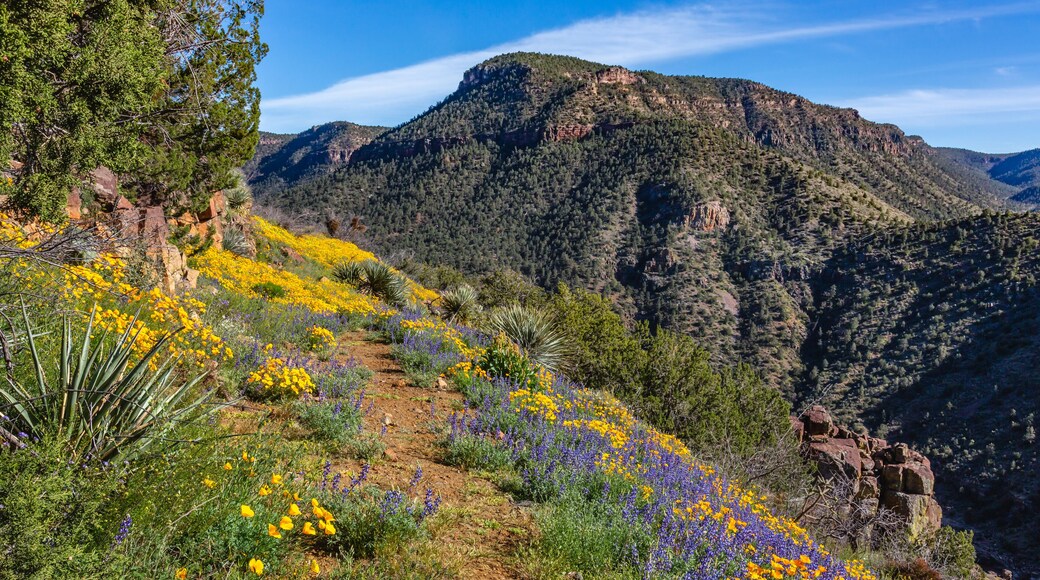 Abandoned road becomes, . . . forgotten trail, . . . becomes, . . . gateway to what lies beyond. Salt River Canyon, Arizona.
