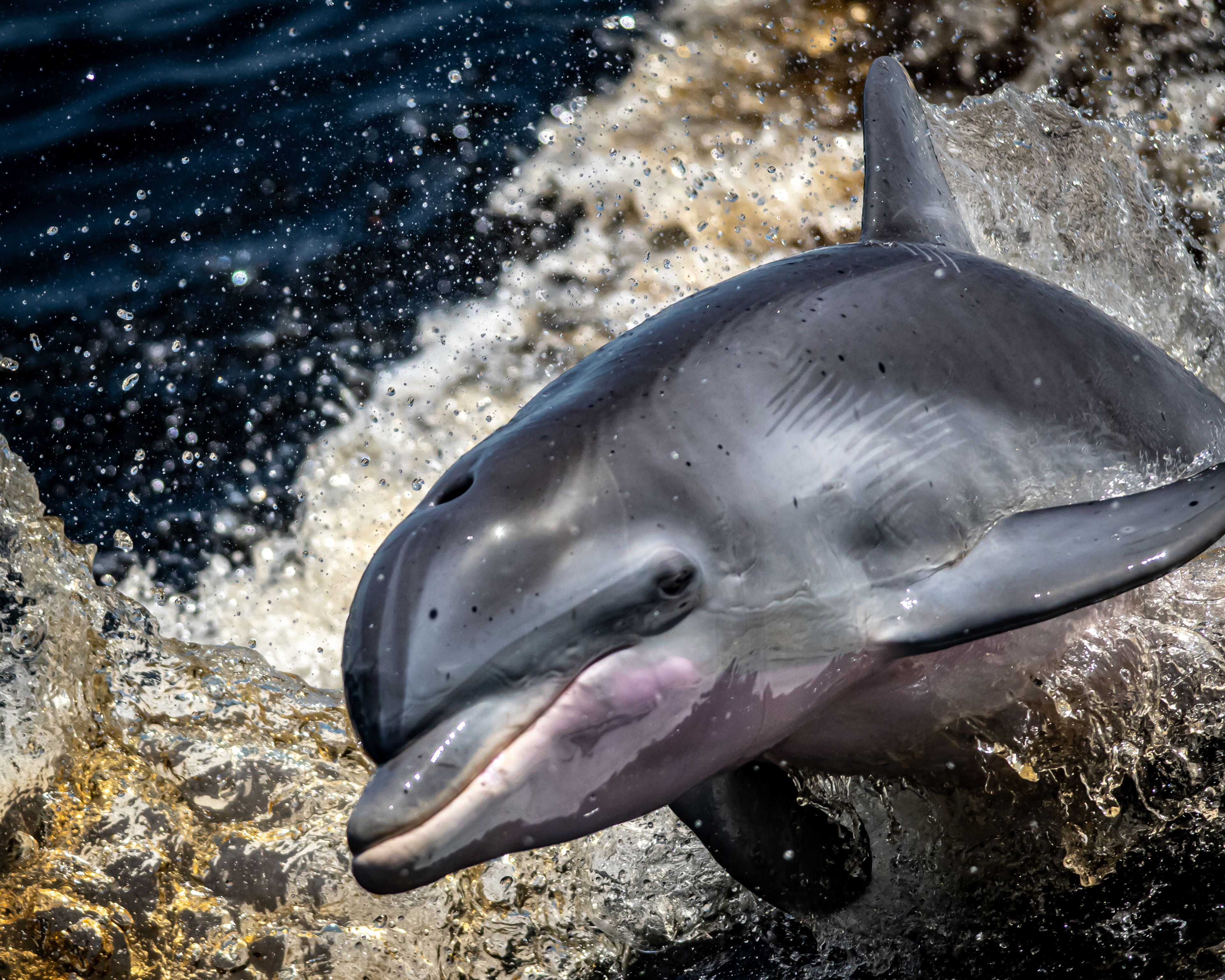 Dolphin frolics alongside boat in Charlotte Harbor Florida