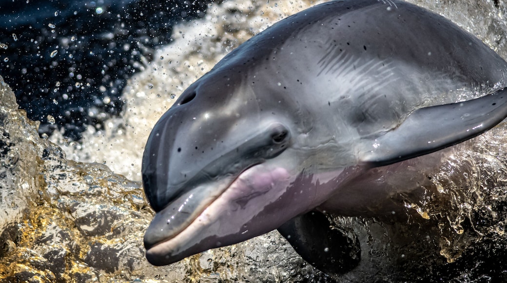 Dolphin frolics alongside boat in Charlotte Harbor Florida