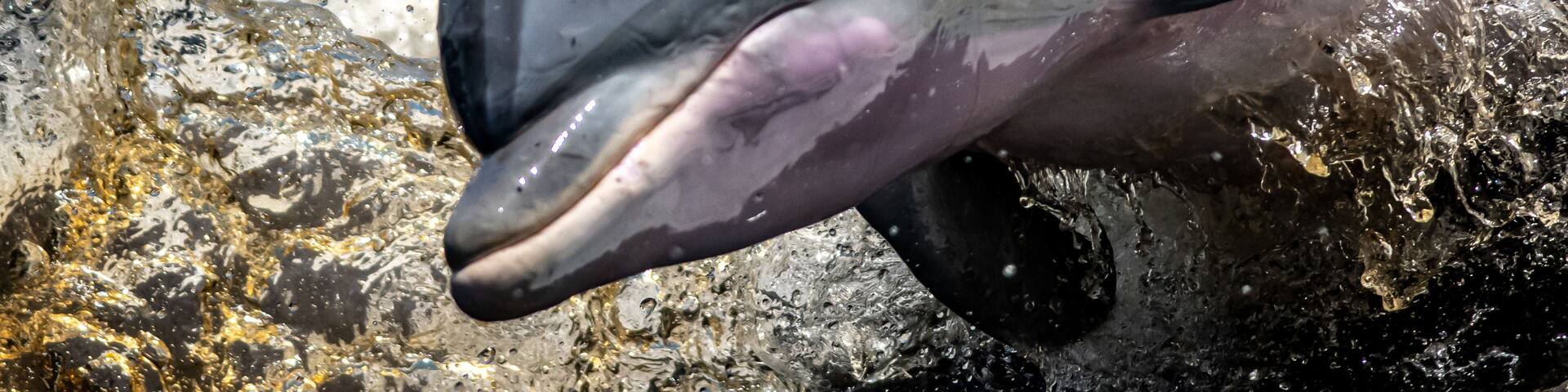 A dolphin leaping out of the water near rocks.