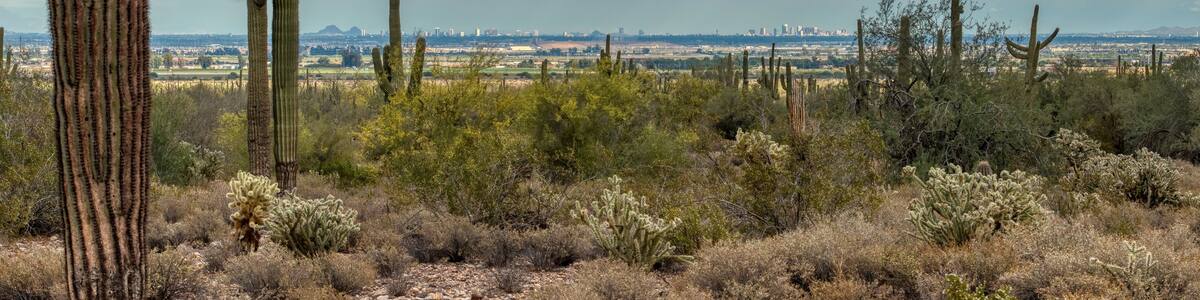 A desert landscape with tall cacti and a city skyline in the distance under a cloudy sky.