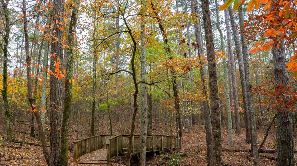 Fall foliage surrounds one of several wooden bridges along the multi-use hiking trail at Indian Springs State Park, Georgia's oldest state park.