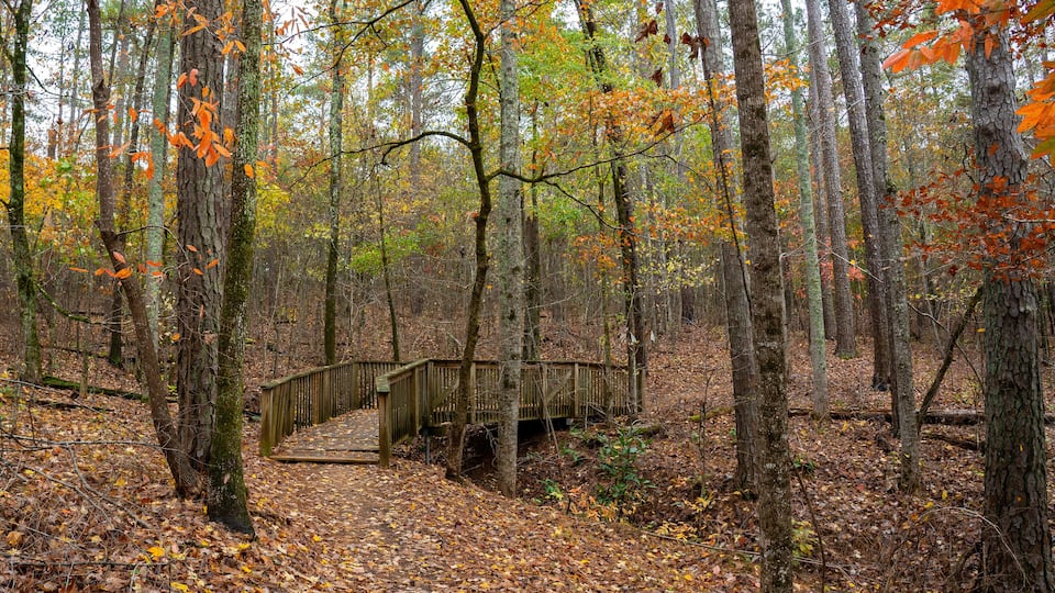 Fall foliage surrounds one of several wooden bridges along the multi-use hiking trail at Indian Springs State Park, Georgia's oldest state park.