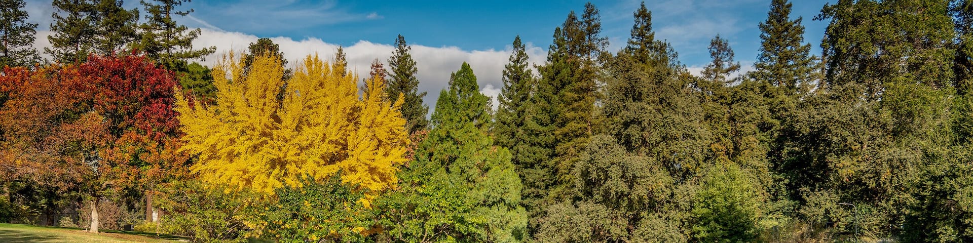 Fall colors at UC Davis California