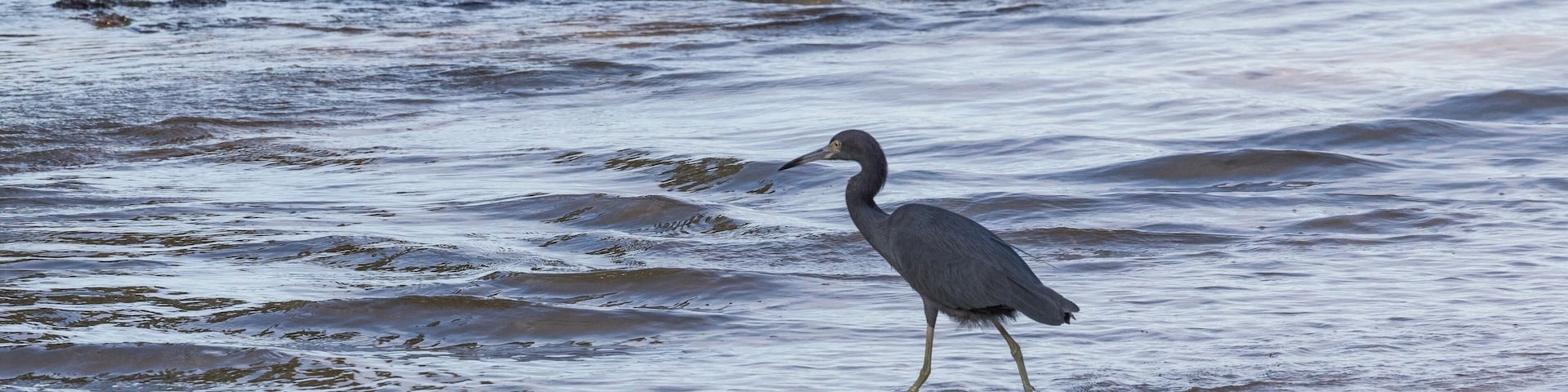 Blue Heron, feet in the water, Cahuita National Park, Costa Rica