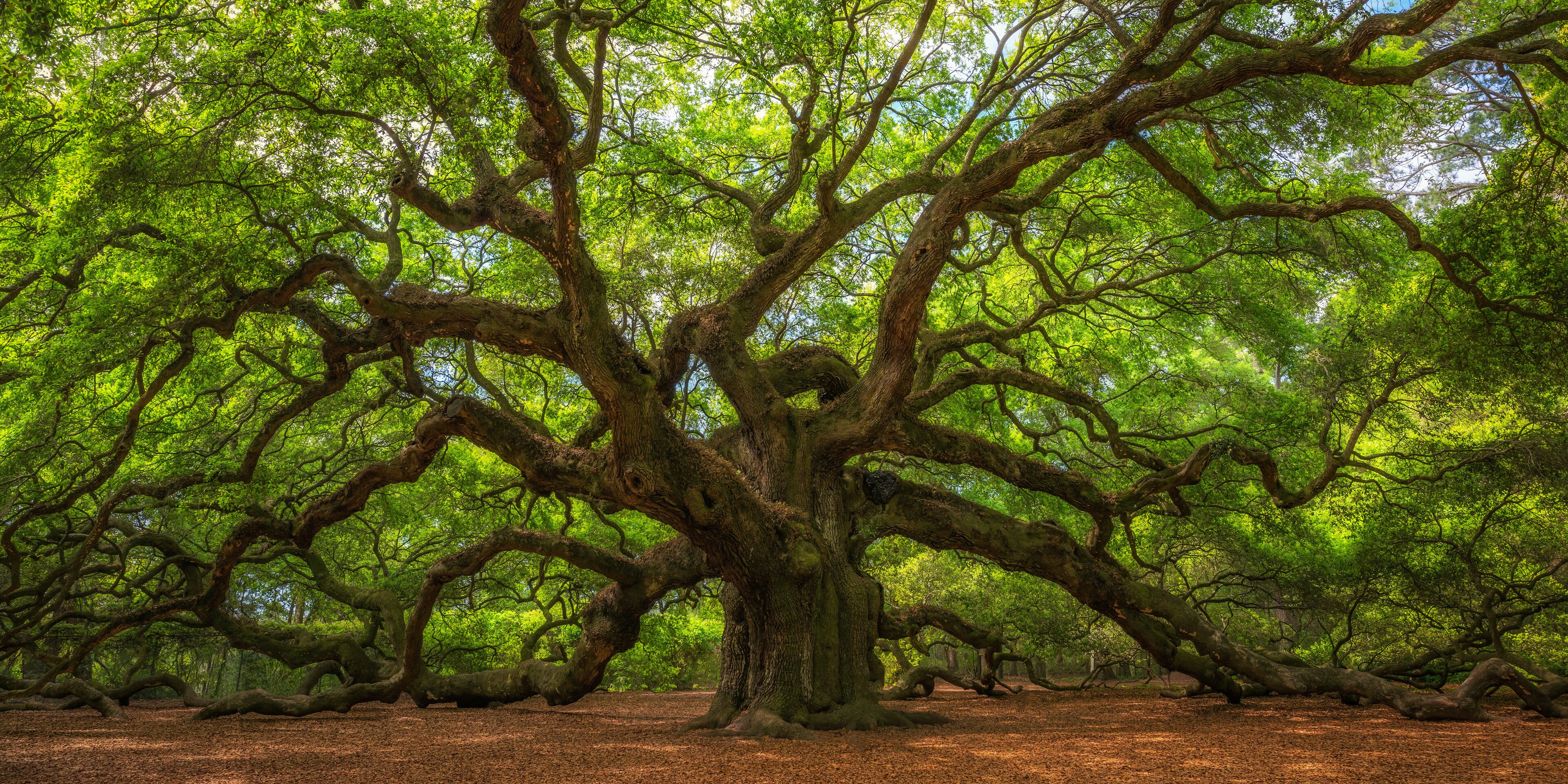 Angel Oak Tree Panorama 