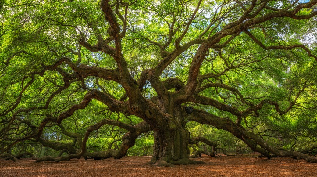 แวนเดอร์ฮอร์สต แพลนเทชั่น