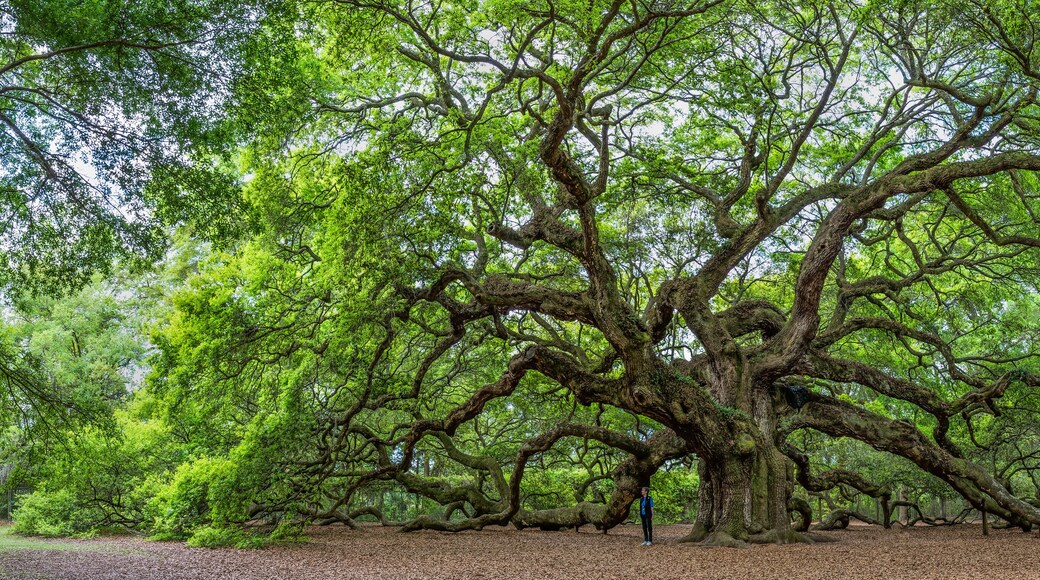 แวนเดอร์ฮอร์สต แพลนเทชั่น