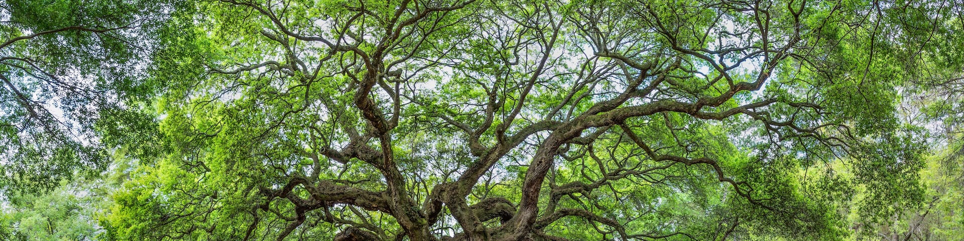 The famous Angel Oak, located in its own park outside of Charleston, South Carolina. The tree is at least 400 years old (some claim 1,500). A person is shown to give perspective.